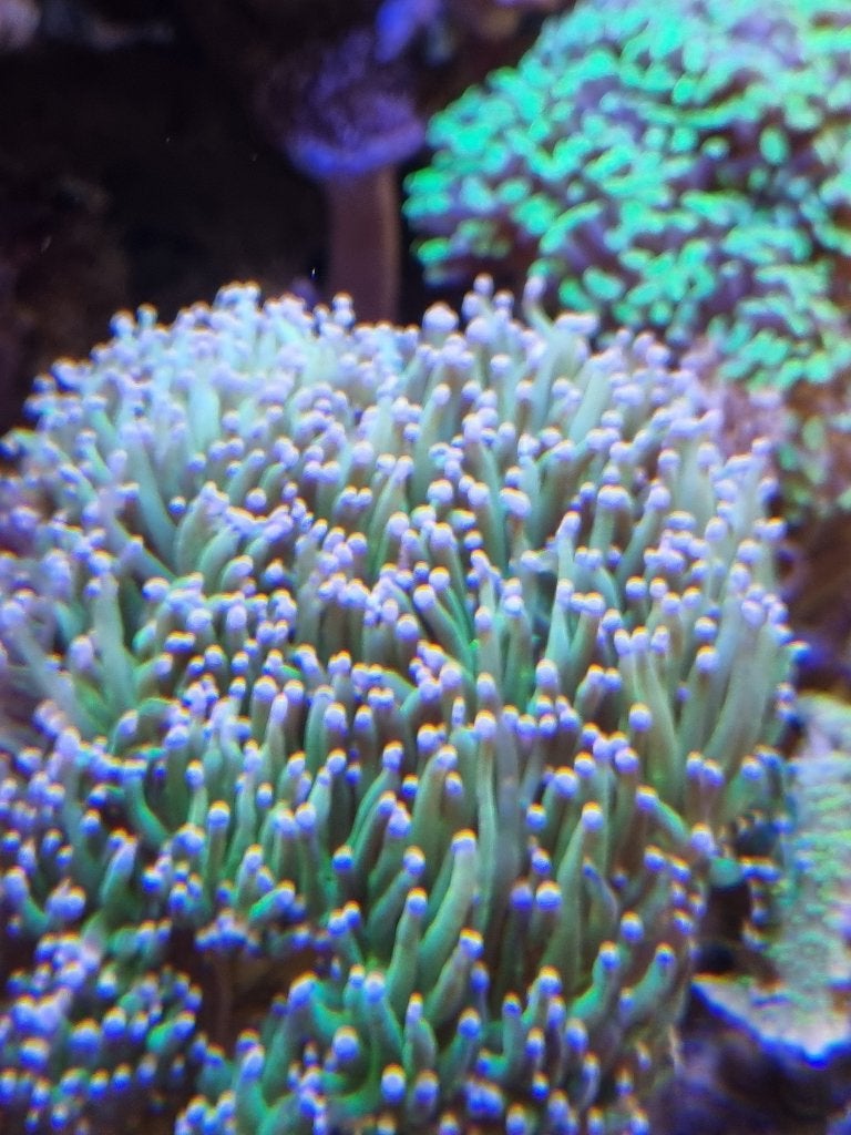 Bied aan koraal stekken uit eigen zeeaquarium., Overige typen