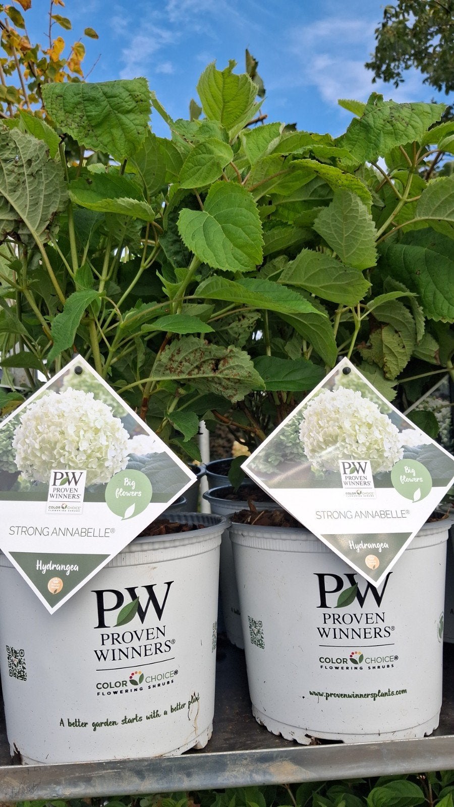 Hydrangea Strong Annabelle Hortensia - Sterke soort, Overige soorten, Vaste plant, Ophalen of Verzenden, Halfschaduw