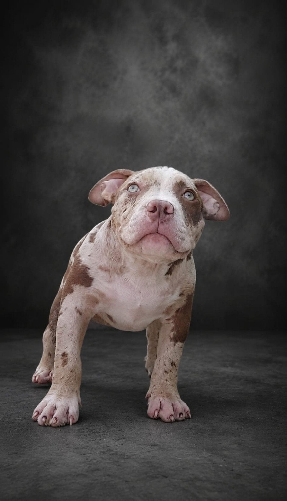 American bully pocket, Dieren en Toebehoren, Overige rassen, 8 tot 15 weken, Teef, Parvo