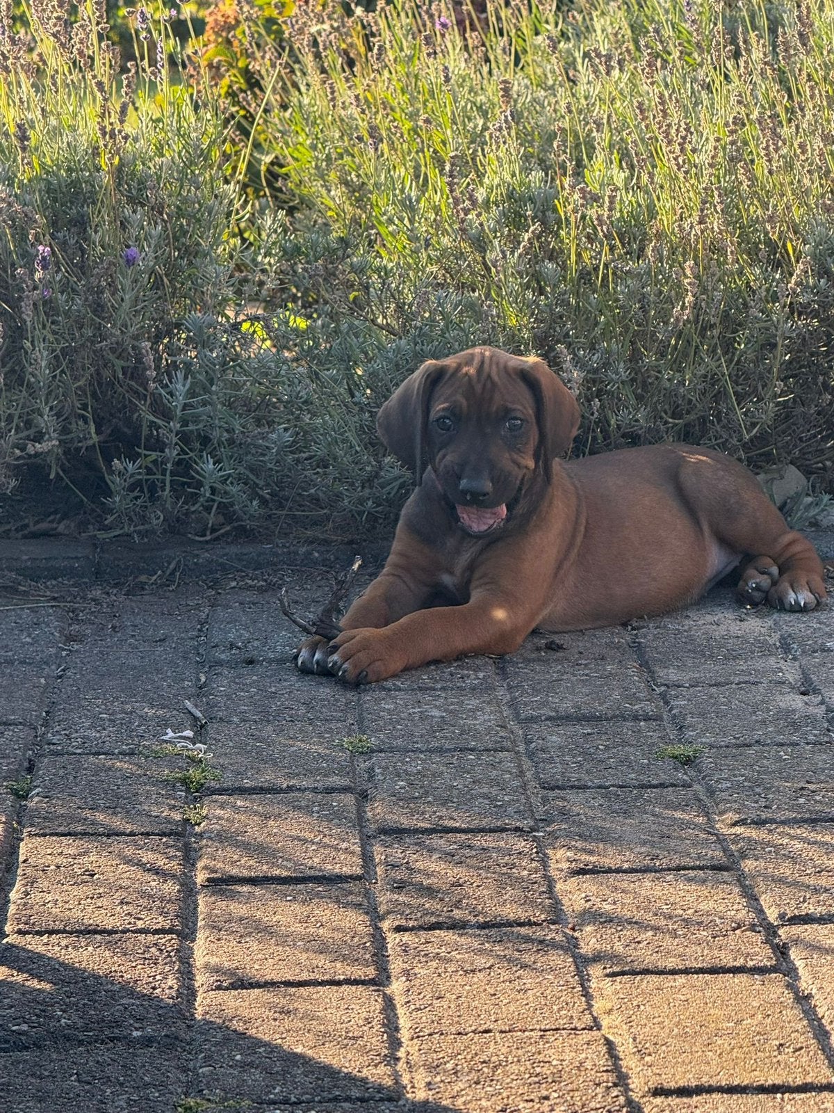 Rhodesian Ridgeback puppy’s met stamboom beschikbaa, Overige rassen, 8 tot 15 weken, Meerdere, Meerdere dieren