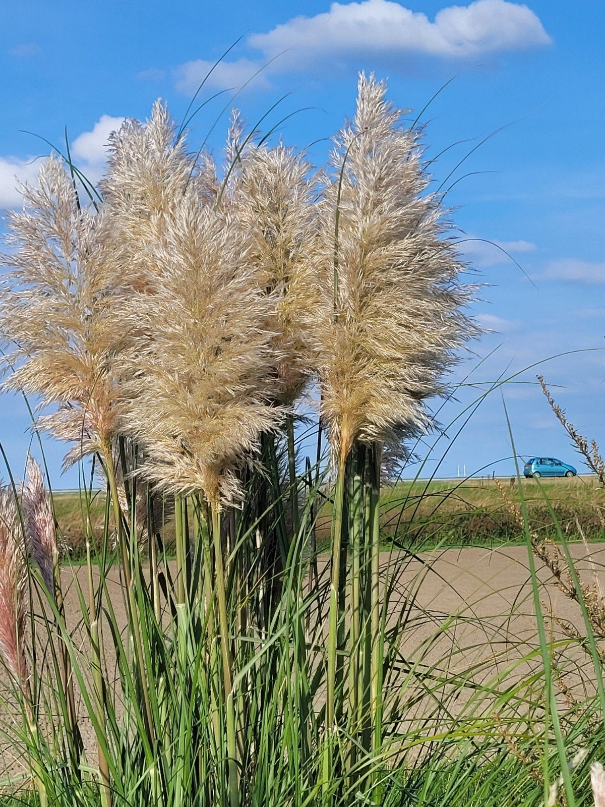 Prachtige Pampa pluimen, 1000 stuks, 1.25m stelen, Tuin en Terras, Planten | Tuinplanten, Ophalen of Verzenden