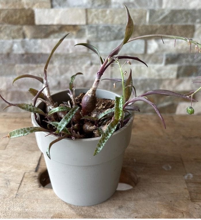 Ledebouria socialis in pot, Huis en Inrichting, Overige soorten, In pot, Minder dan 100 cm, Bloeiende kamerplant