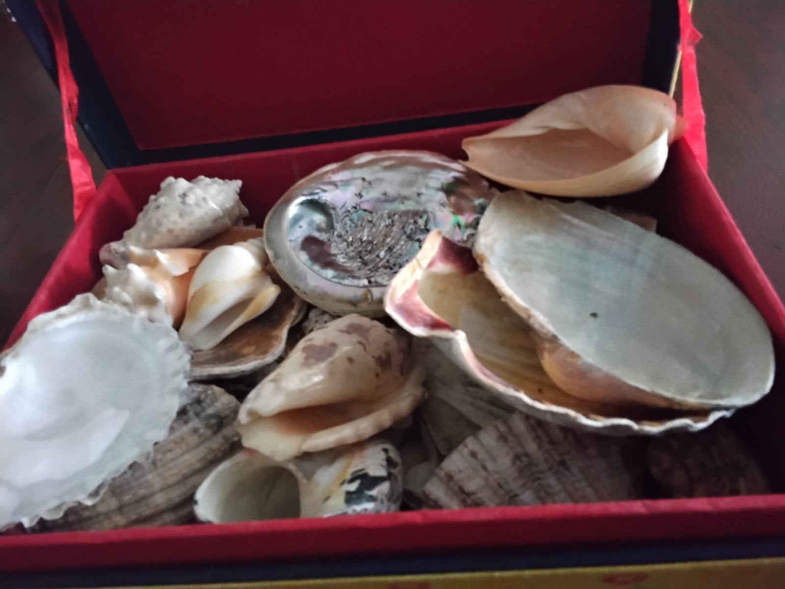 grote doos met prachtig schelpen, Ophalen of Verzenden, Schelp(en)