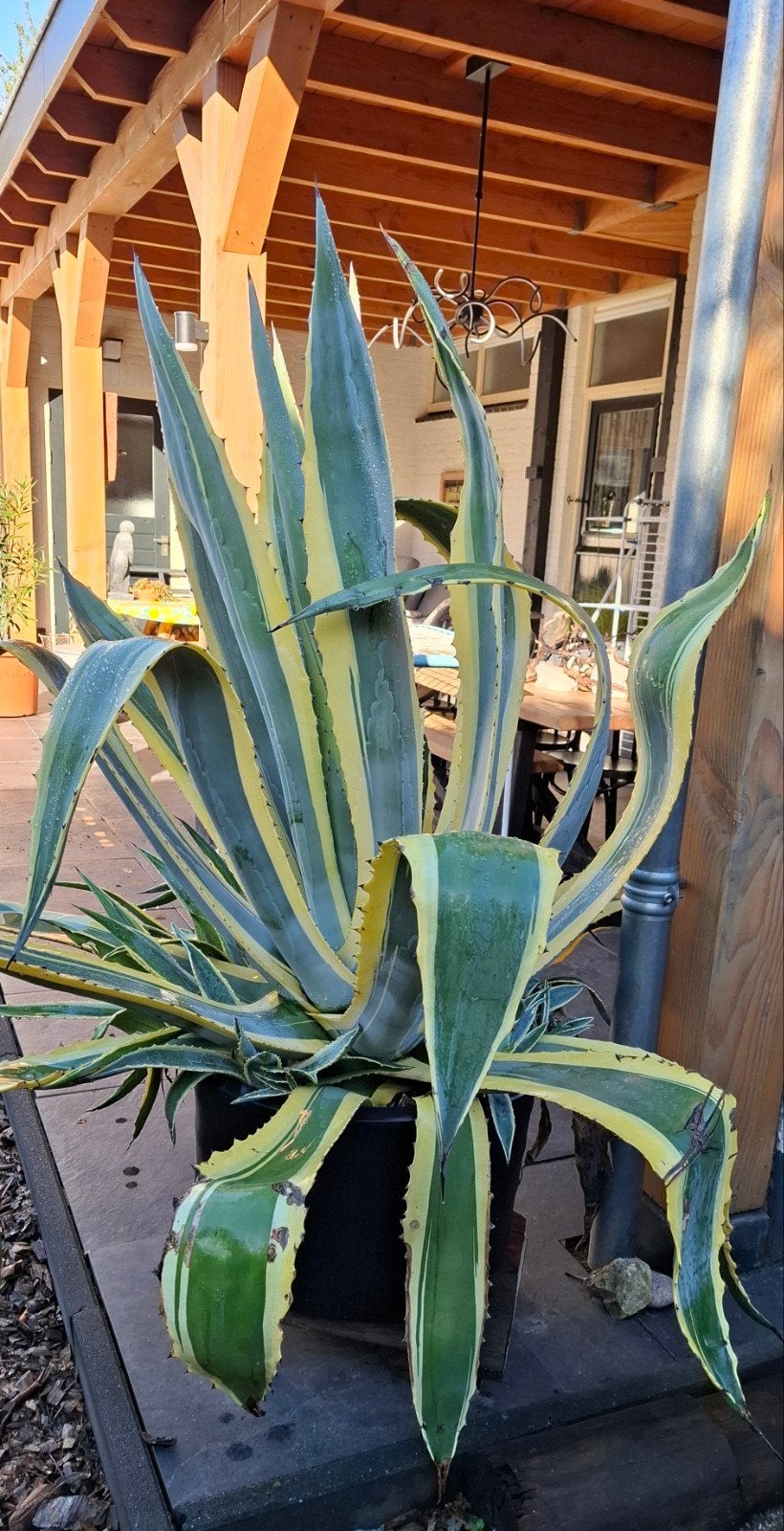 Agave, prachtig eye-opener, Tuin en Terras, Ophalen, Bloeit niet, Overige soorten, Volle zon