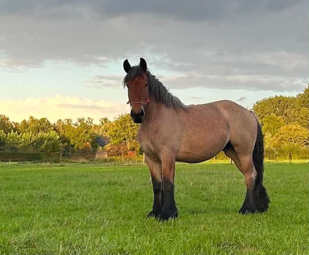 Trekpaard merrie, Dieren en Toebehoren, Merrie, Met stamboom, 0 tot 2 jaar