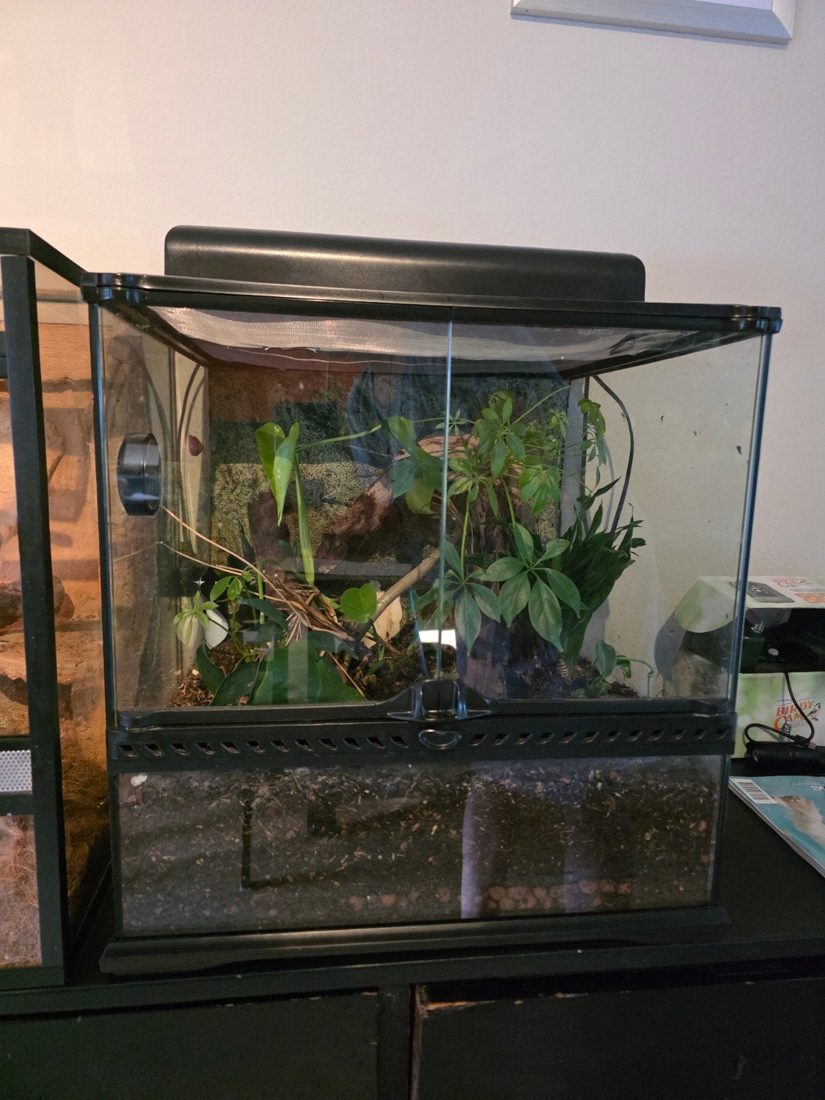 Terrarium met biotoop, Ophalen