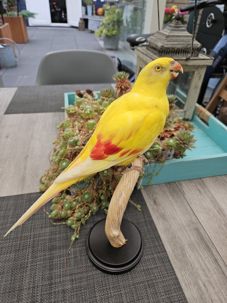 Prachtige nieuw opgezette zeldzame Lutino bergparkiet, Verzenden, Nieuw, Vogel, Opgezet dier