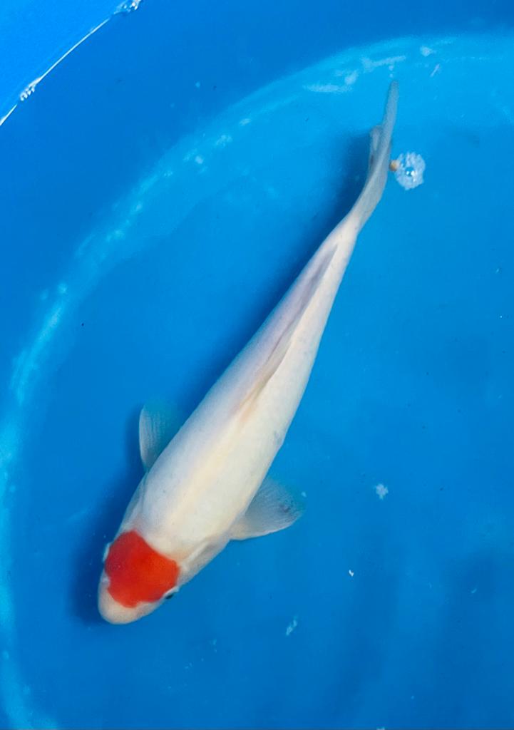 Tancho Kohaku, Tosai 32cm, Karper of Koi