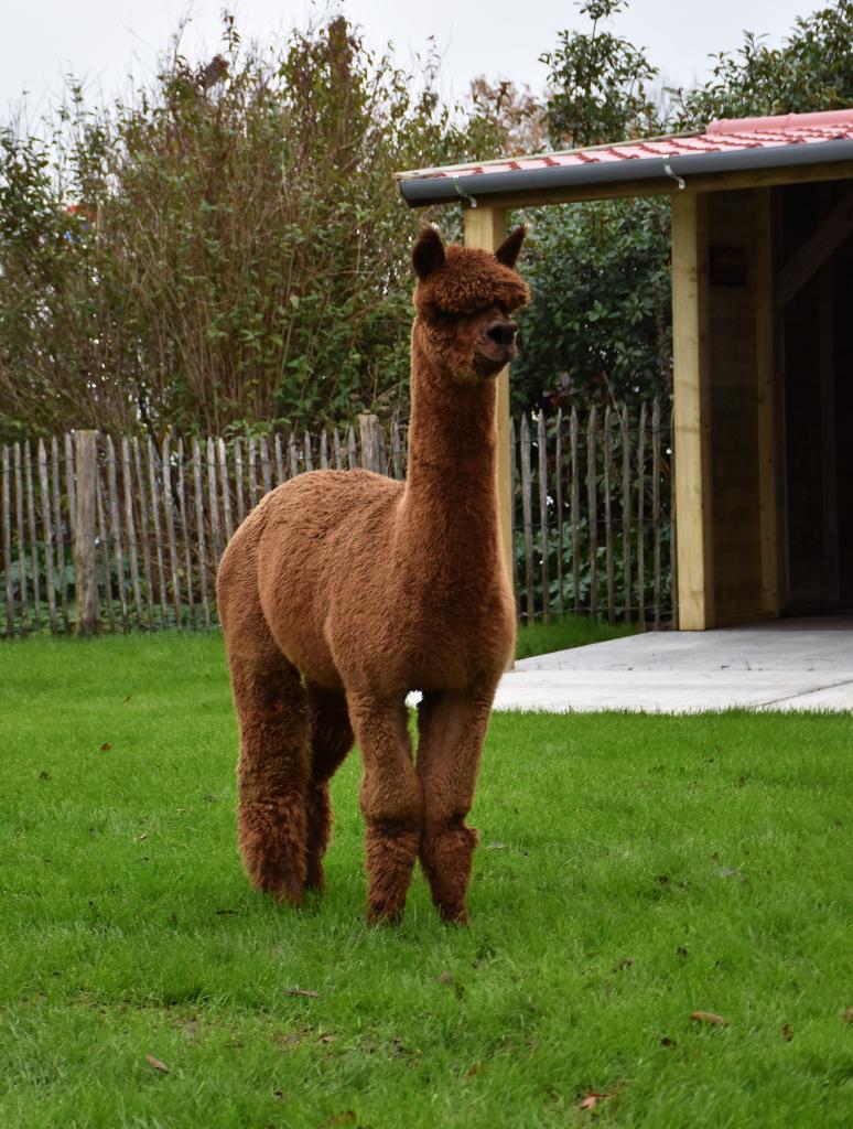 Dekking van een donkerbruine alpaca hengst, Dieren en Toebehoren, Overige Dieren, Mei, Mannelijk