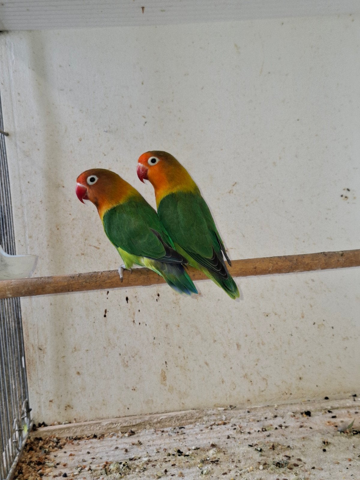 3 argapornis fischeri te koop., Meerdere dieren, Dwergpapegaai of Agapornis