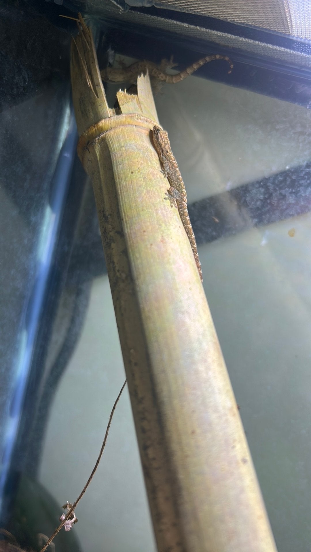 Rouwgekko, Dieren en Toebehoren, Amfibie, 0 tot 2 jaar