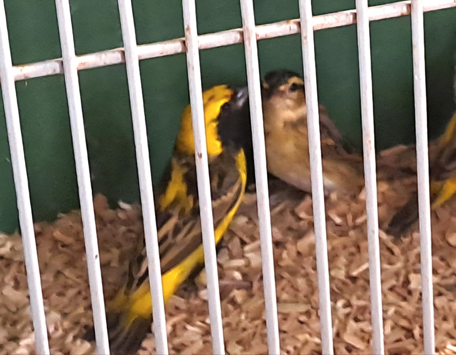 Koppel napoleon wevers, Meerdere dieren