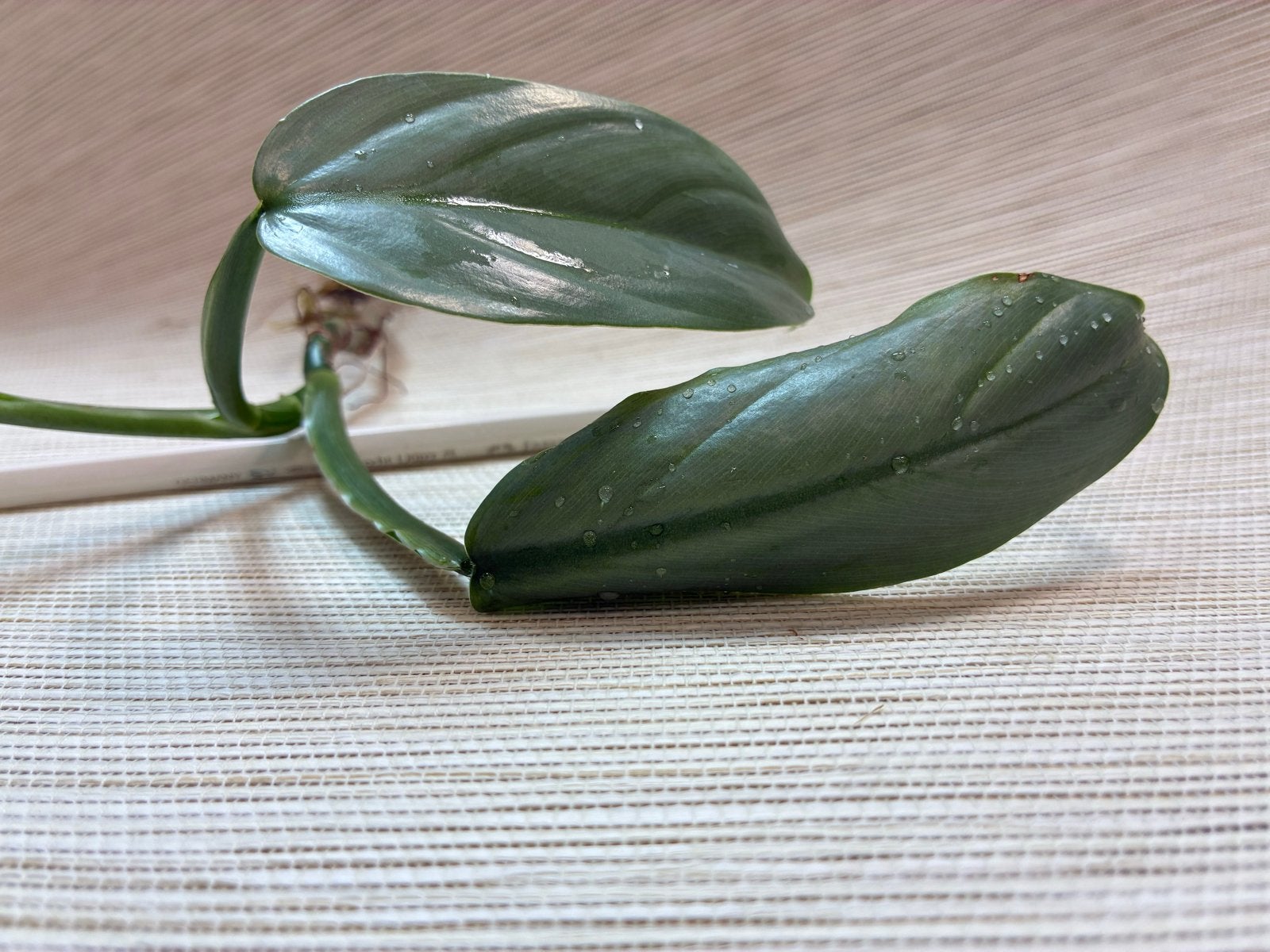 Philodendron ‘Silver Sword’ | Grote gewortelde stek, Huis en Inrichting, Overige soorten, Minder dan 100 cm, Groene kamerplant