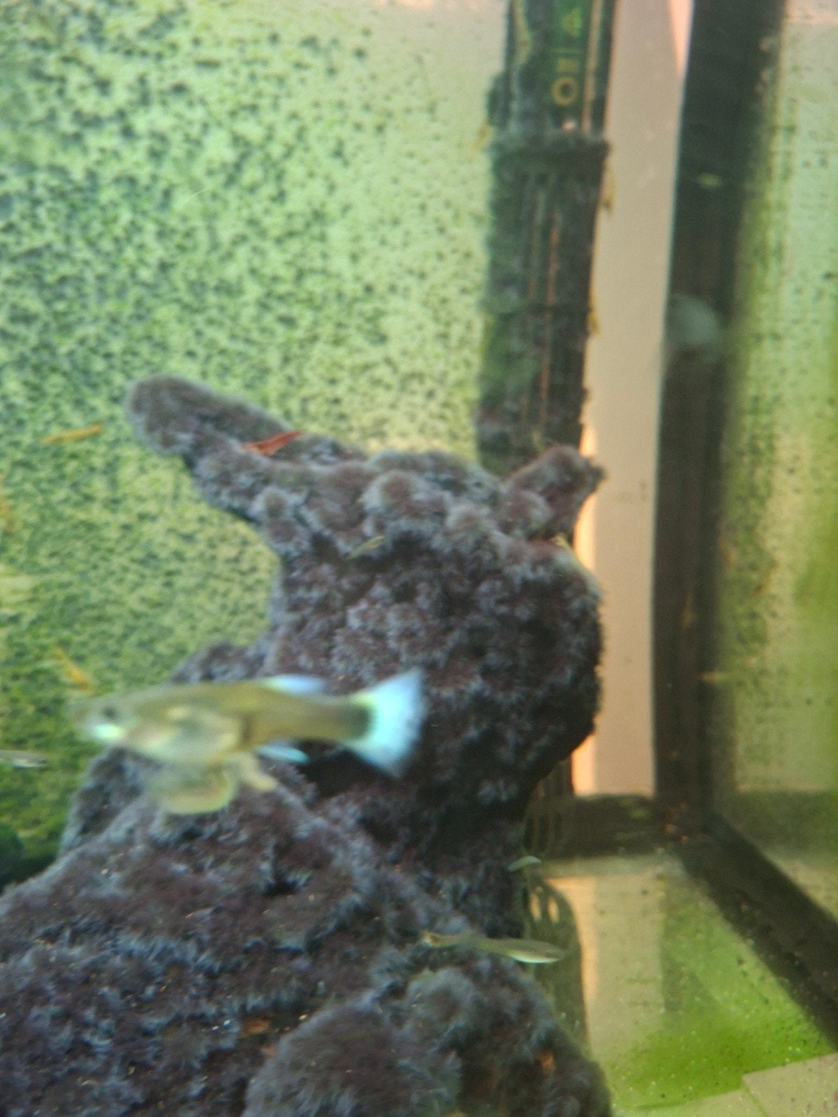 gup mix man en vrouw, Vis, Zoetwatervis, Schoolvis