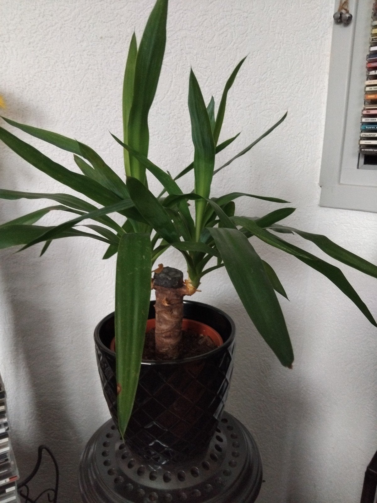 grote stenen pot met yucca, Huis en Inrichting, Kamerplanten, Ophalen, Halfschaduw, Minder dan 100 cm