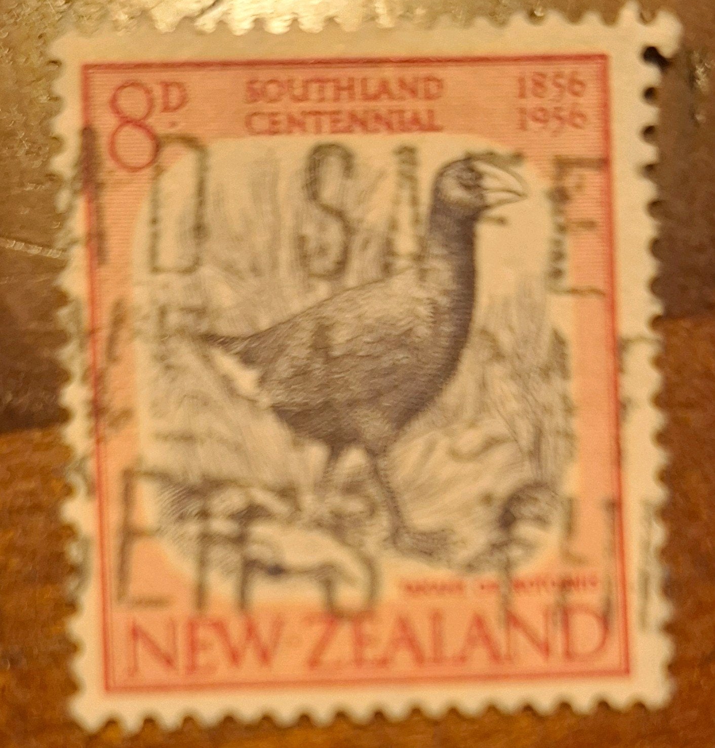nieuw Zeeland vogel, Ophalen of Verzenden, Dier of Natuur