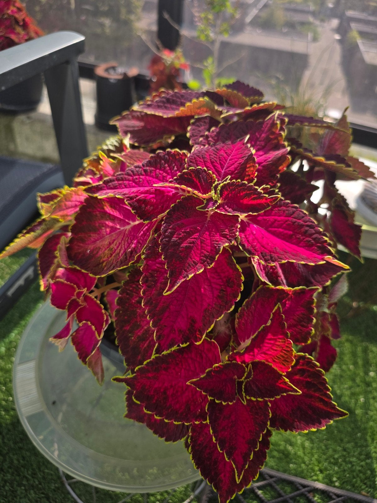 Coleus siernetel stekjes en planten in diverse maten, Overige soorten, Vaste plant, Ophalen of Verzenden, Halfschaduw