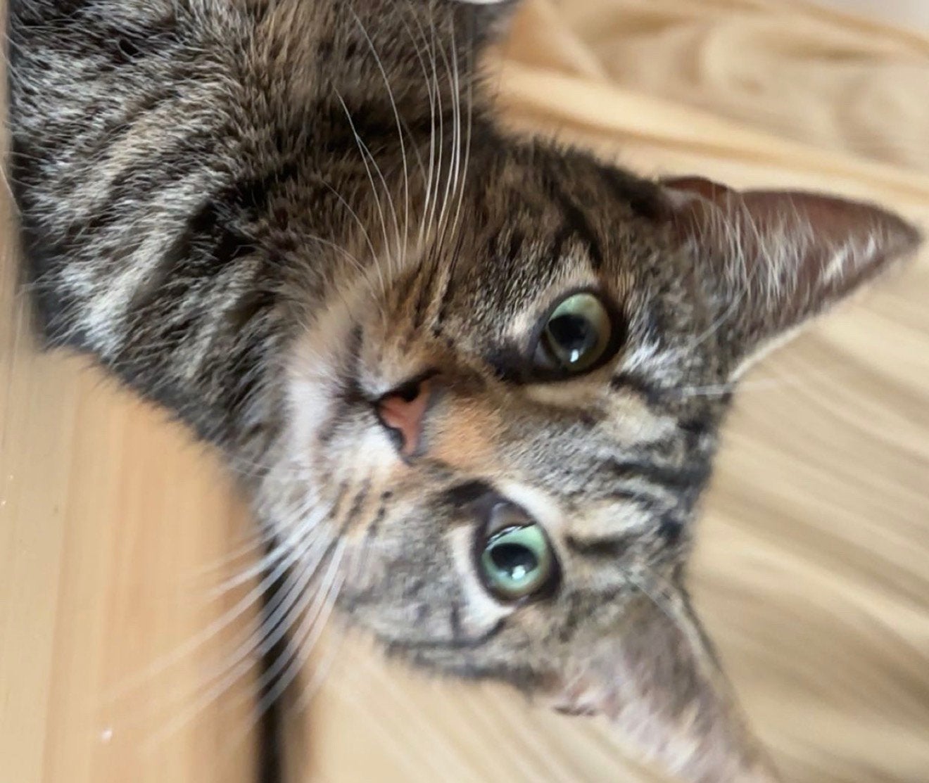 Kat, Meerdere dieren
