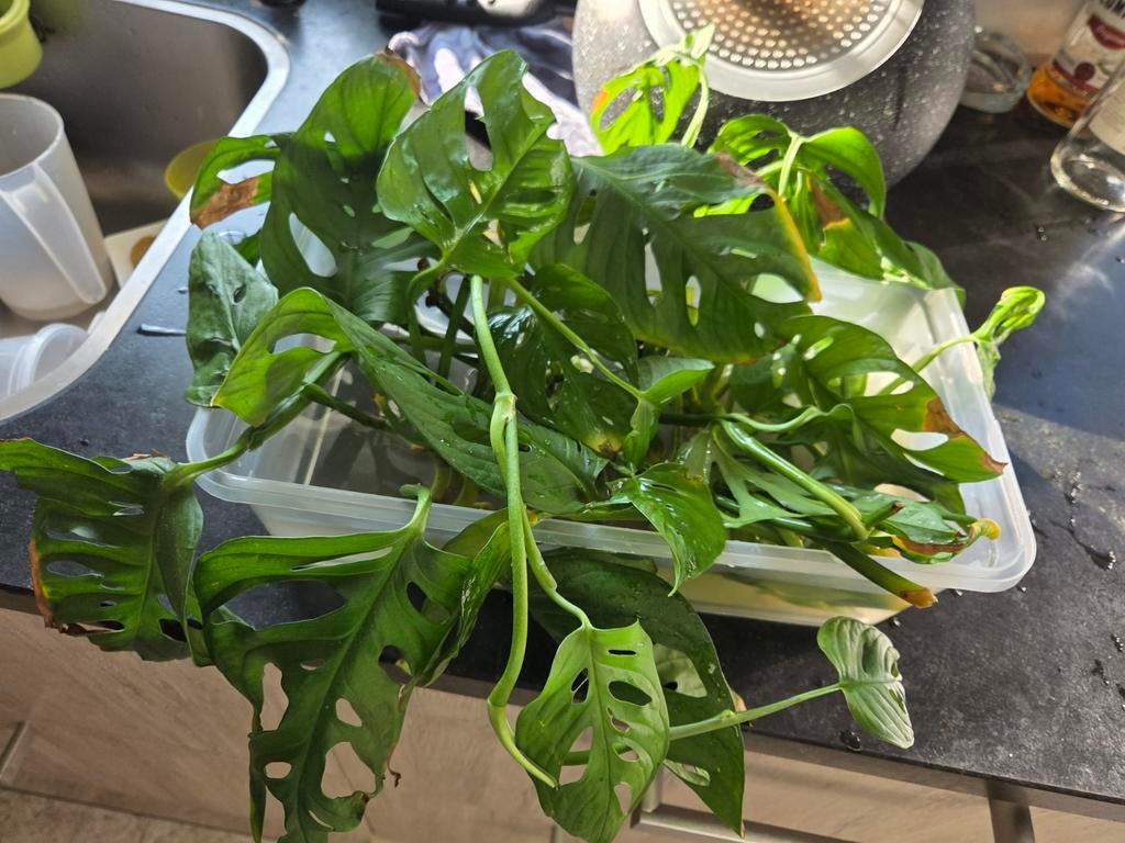 Gezonde Monstera stekjes - Diverse maten beschikbaar, Overige soorten, Vaste plant, Ophalen of Verzenden, Bloeit niet