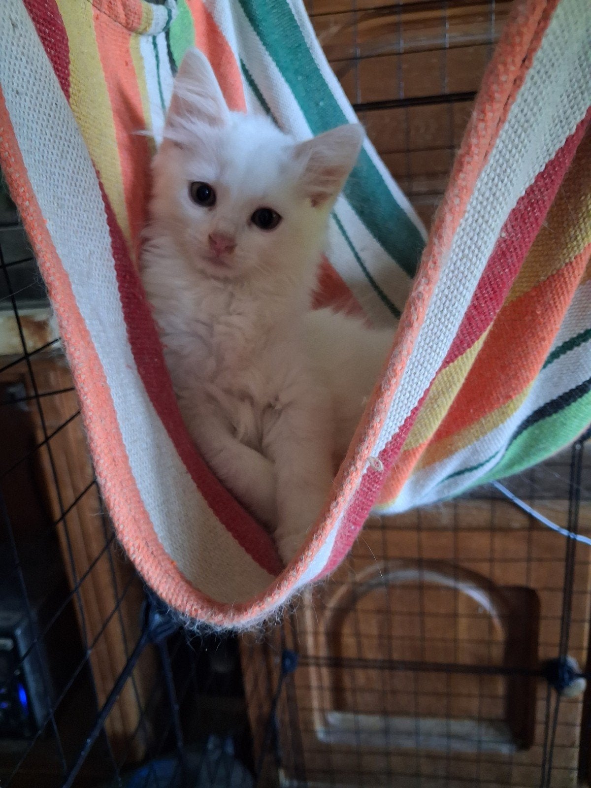 Te koop nog 1 raszuiver wit turkse angora poesje, Poes, Ontwormd, 0 tot 2 jaar