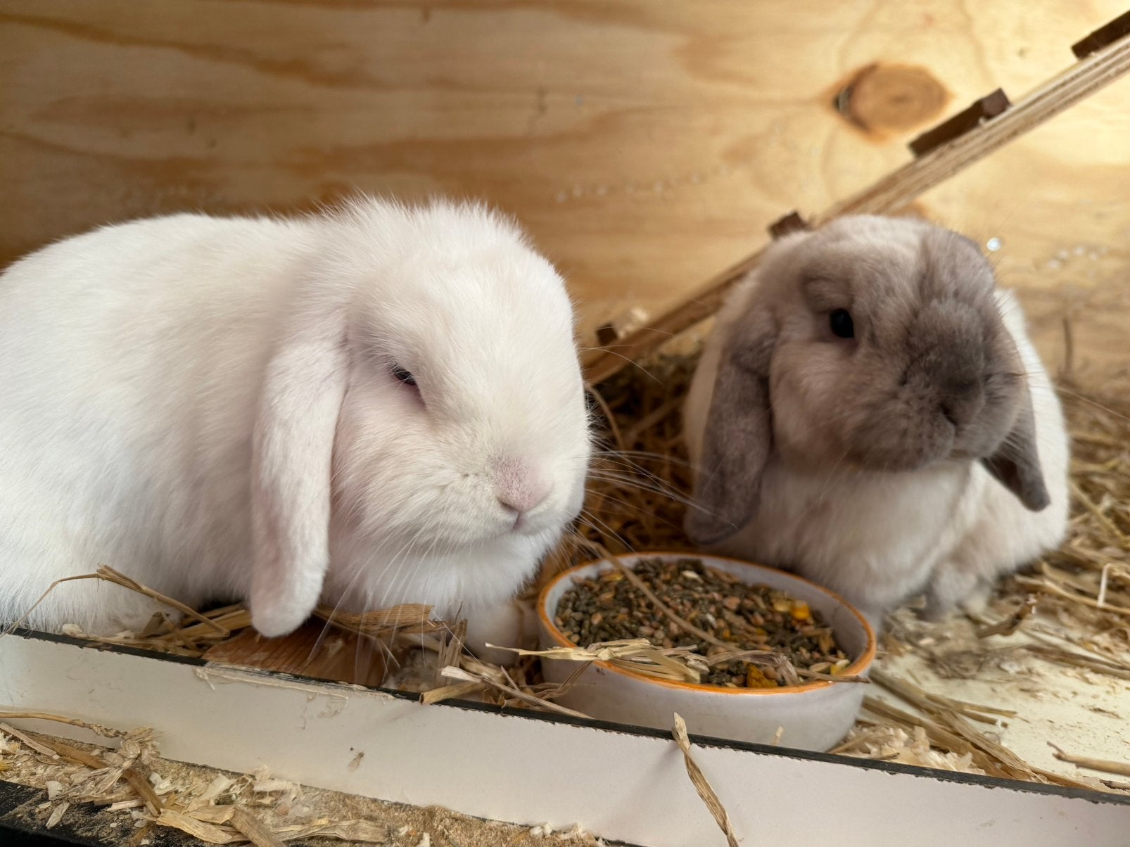 2 mini lops konijnen, Dieren en Toebehoren, Meerdere dieren, Middelgroot, Hangoor, 0 tot 2 jaar