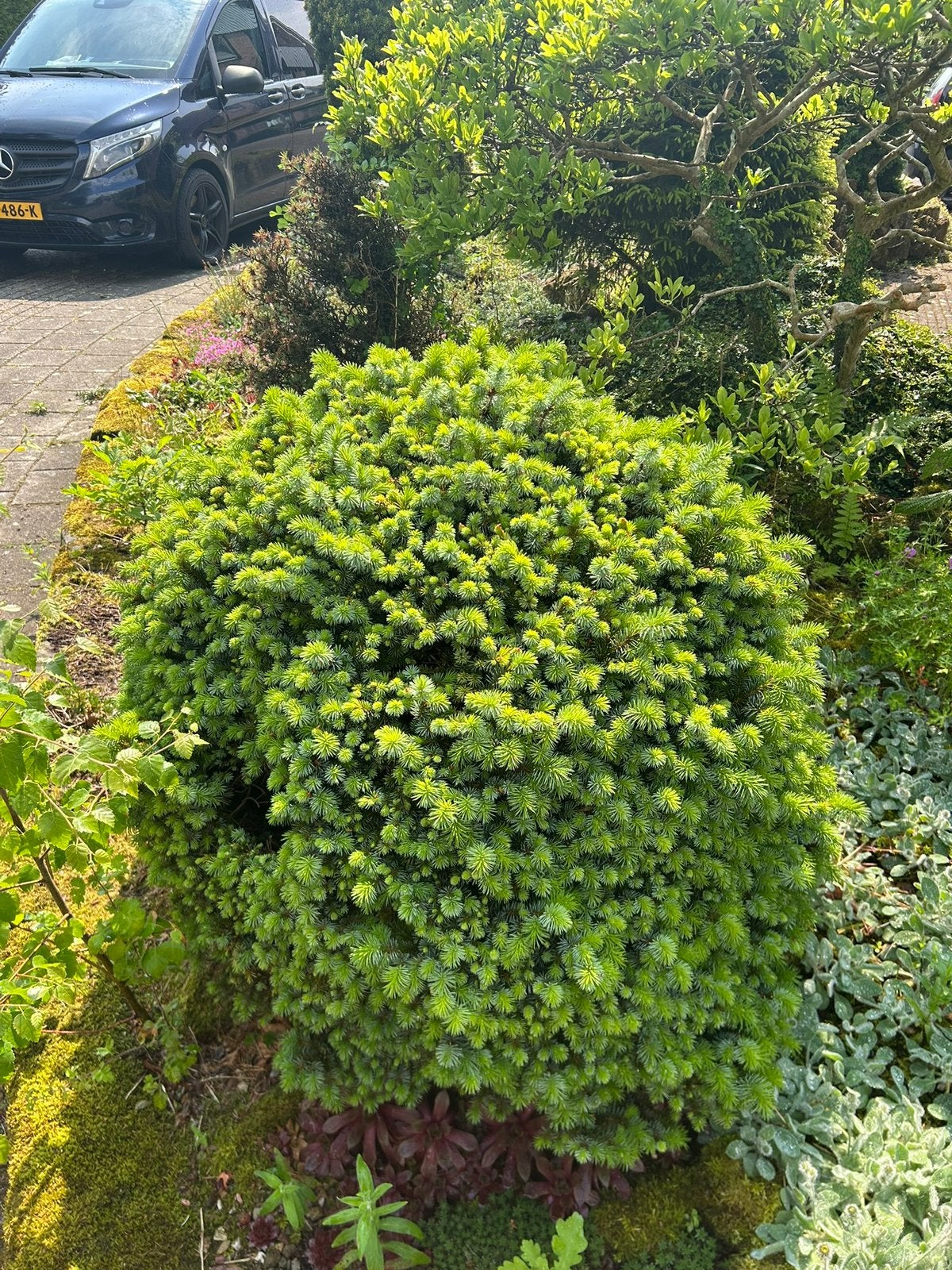 Abies balsamea ‘Nana’ (Dwerg-balsemzilverspar), Ophalen, Overige soorten, Volle zon