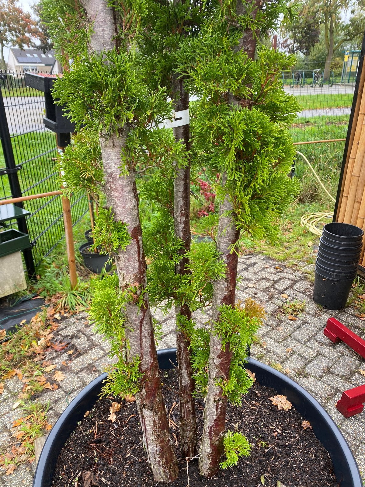 Thuja smaragd meerstam €199,00 mooi groenblijvende boom, Ophalen of Verzenden, Bloeit niet, In pot, 100 tot 250 cm