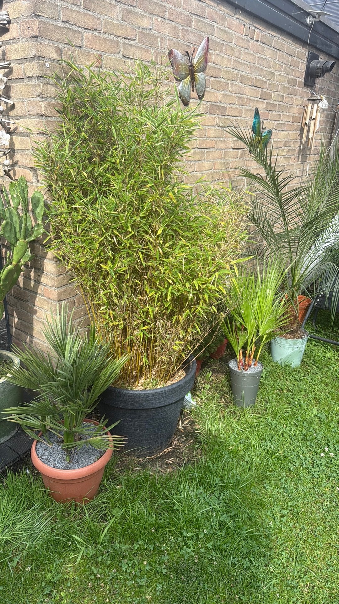 Palmboom Vulcano , bamboo en Washingtonia Robusta, Ophalen, Overige soorten, Volle zon