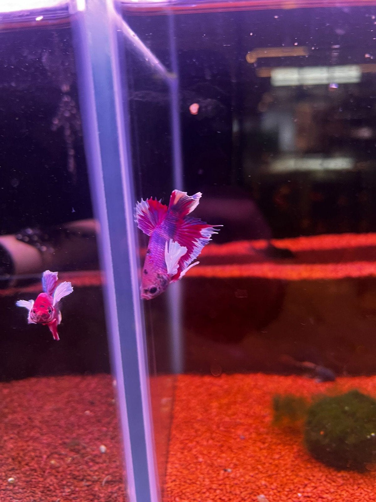 betta dumbo ear man, Vis