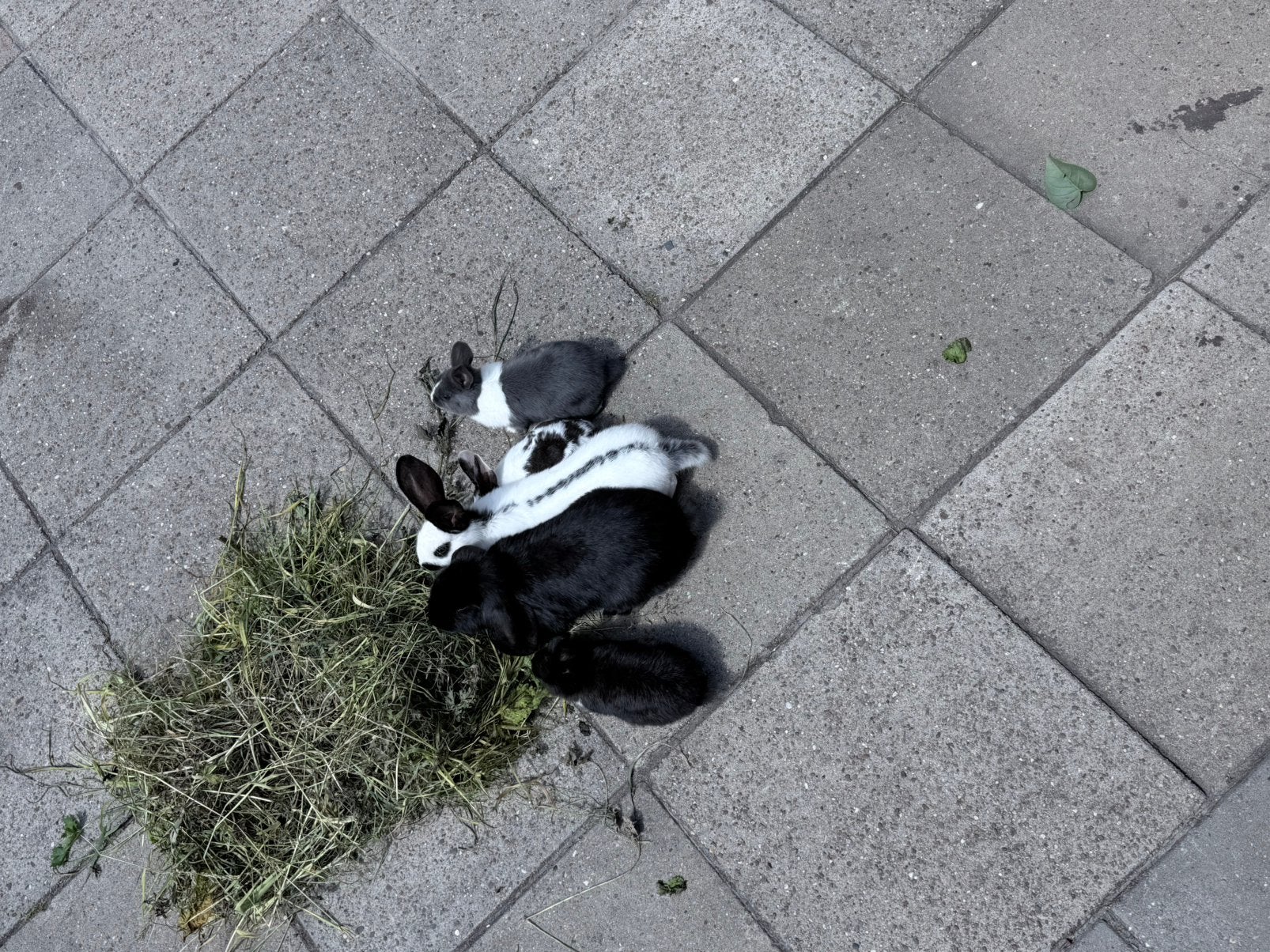 Konijnen, Dieren en Toebehoren