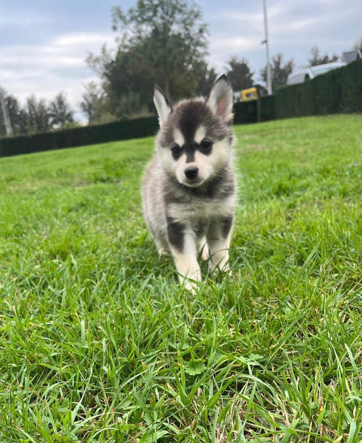 Pomsky pup - reutje-husky look, Dieren en Toebehoren, CDV (hondenziekte), 8 tot 15 weken, Eén hond, Nederland