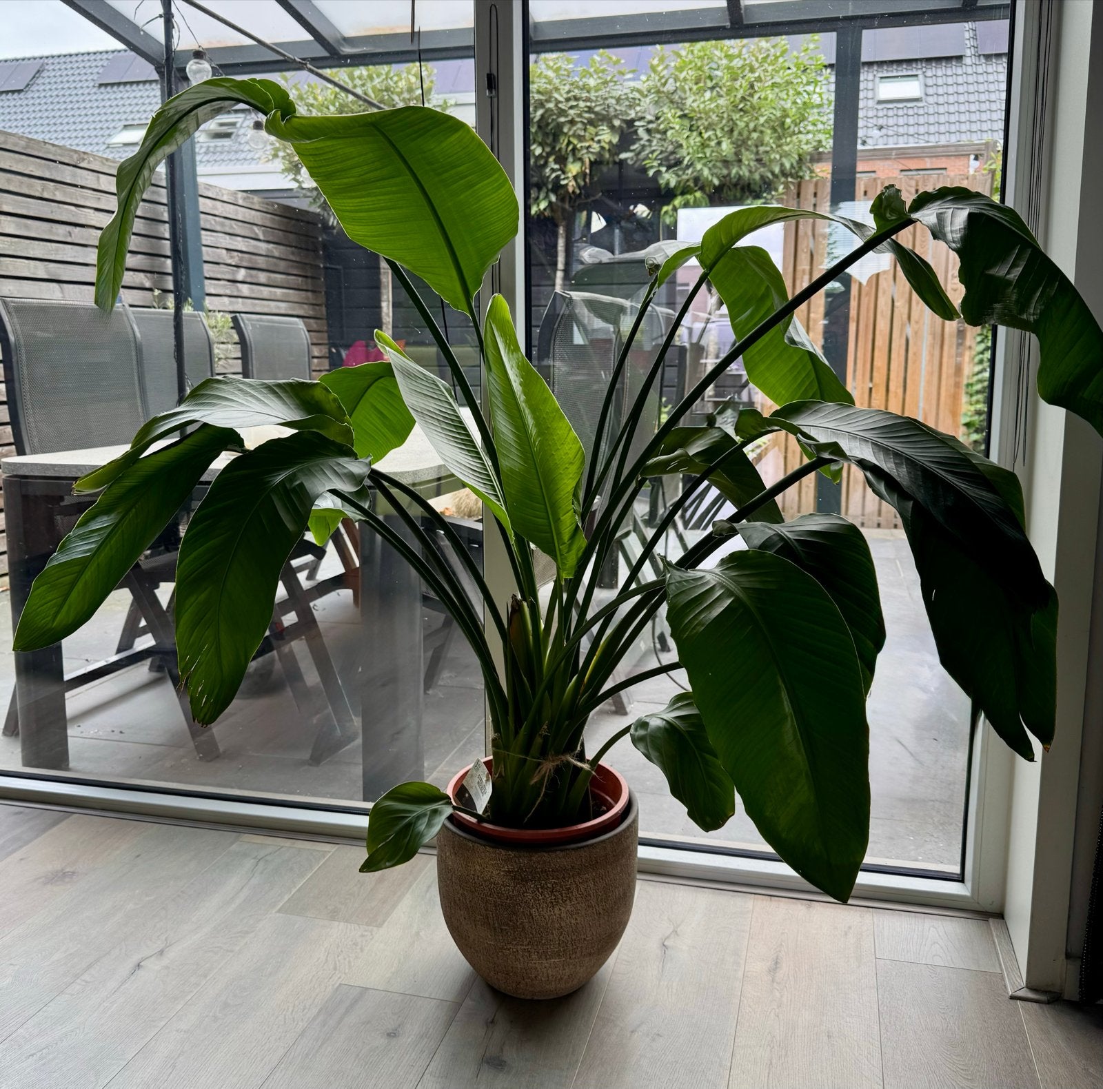 Grote Strelitzia Nicolai - Paradijsvogelplant, plant, Ophalen, Overige soorten, In pot, 150 tot 200 cm
