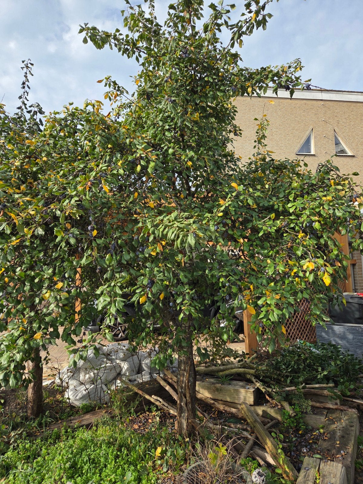 Pruimenboom, Overige soorten, Lente, 100 tot 250 cm, Ophalen