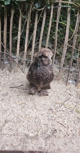 USA zijdehoender hennen, mottled, Dieren en Toebehoren, Vrouwelijk, Kip
