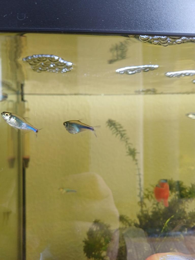 Blauwe tetra 8 stuks