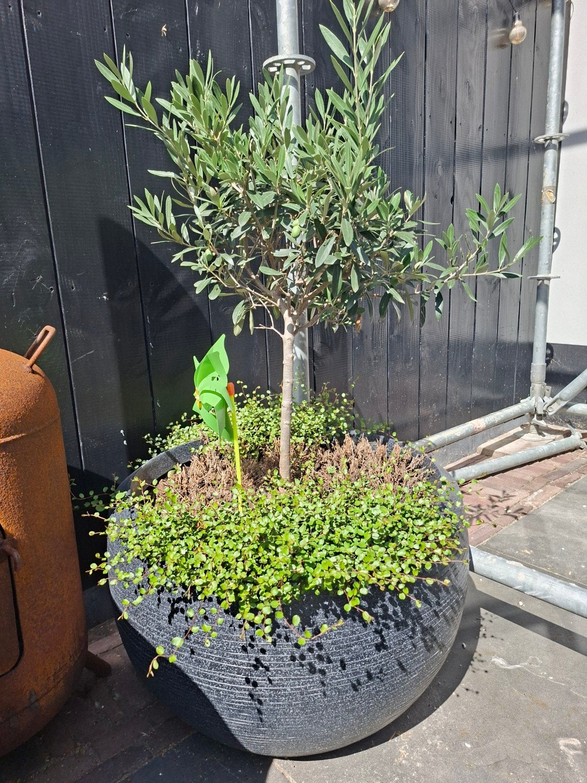 antraciet kleurige capi bloempot incl olijfboom en plantjes, 100 tot 250 cm, Olijfboom, Zomer, Ophalen