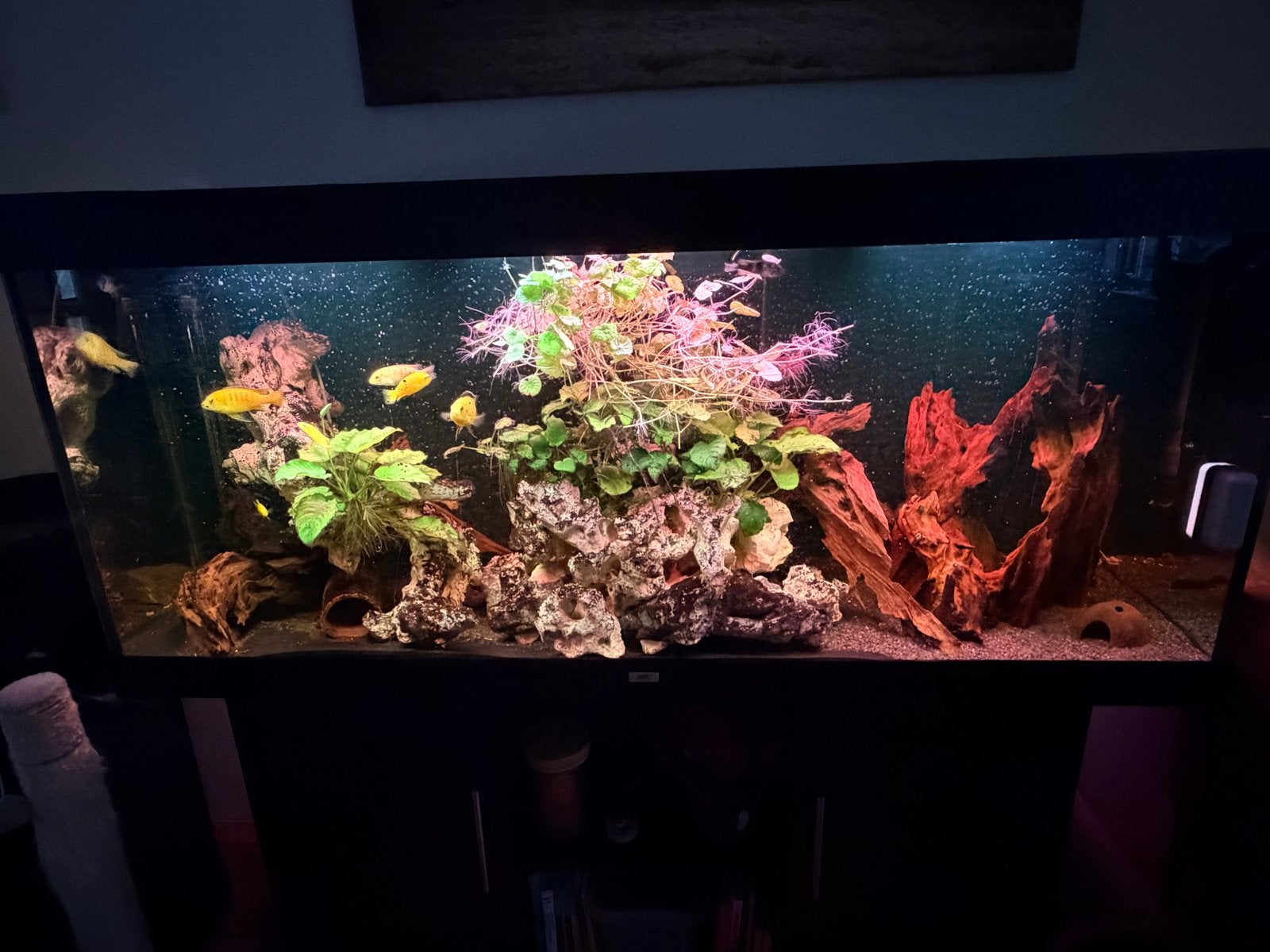 Aquariums te koop, Ophalen, Gebruikt, Aquariummeubel, Inclusief vissen