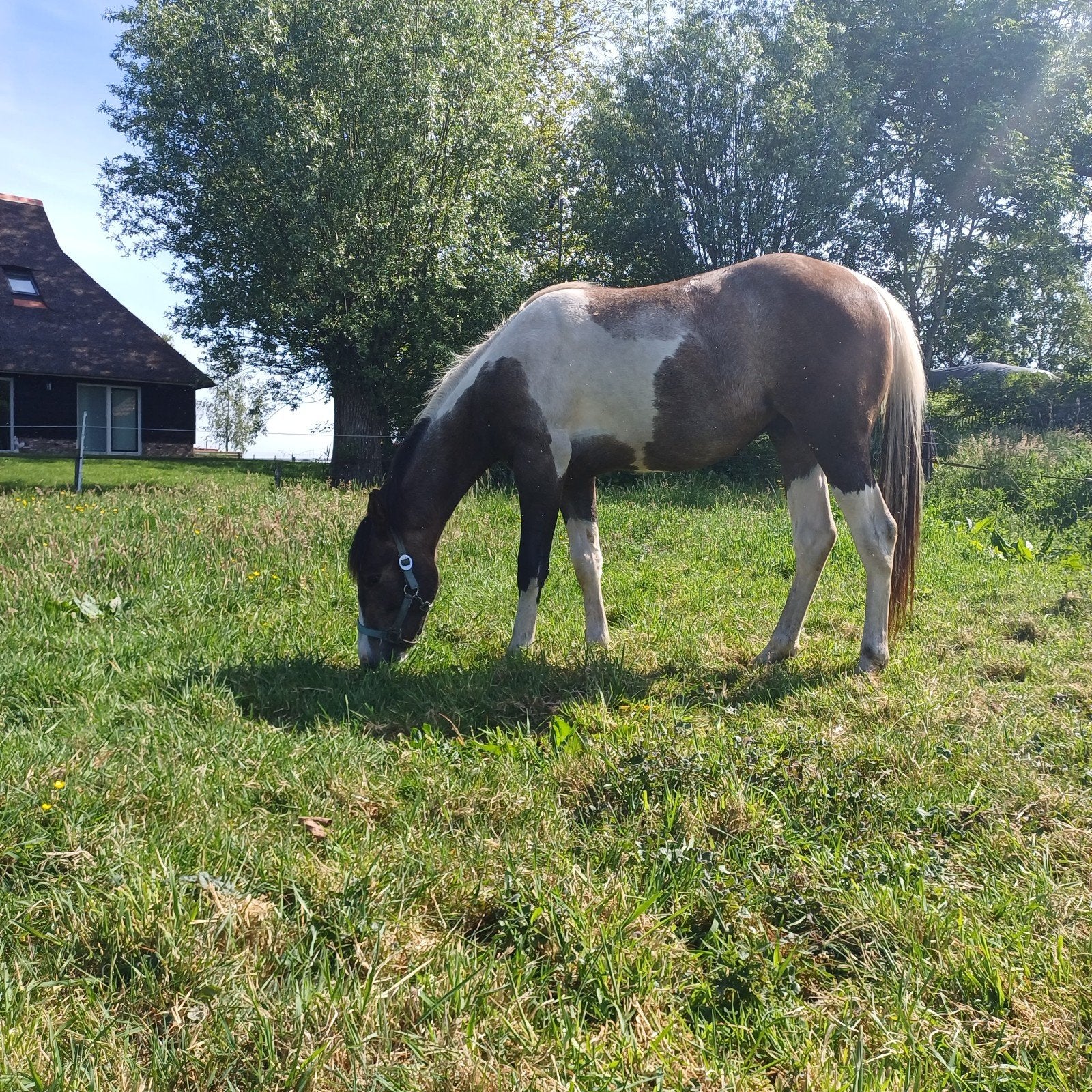 Te koop mooie bonte hengst, Dieren en Toebehoren, Hengst, Onbeleerd, Westernpony, D pony (1.37m tot 1.48m)