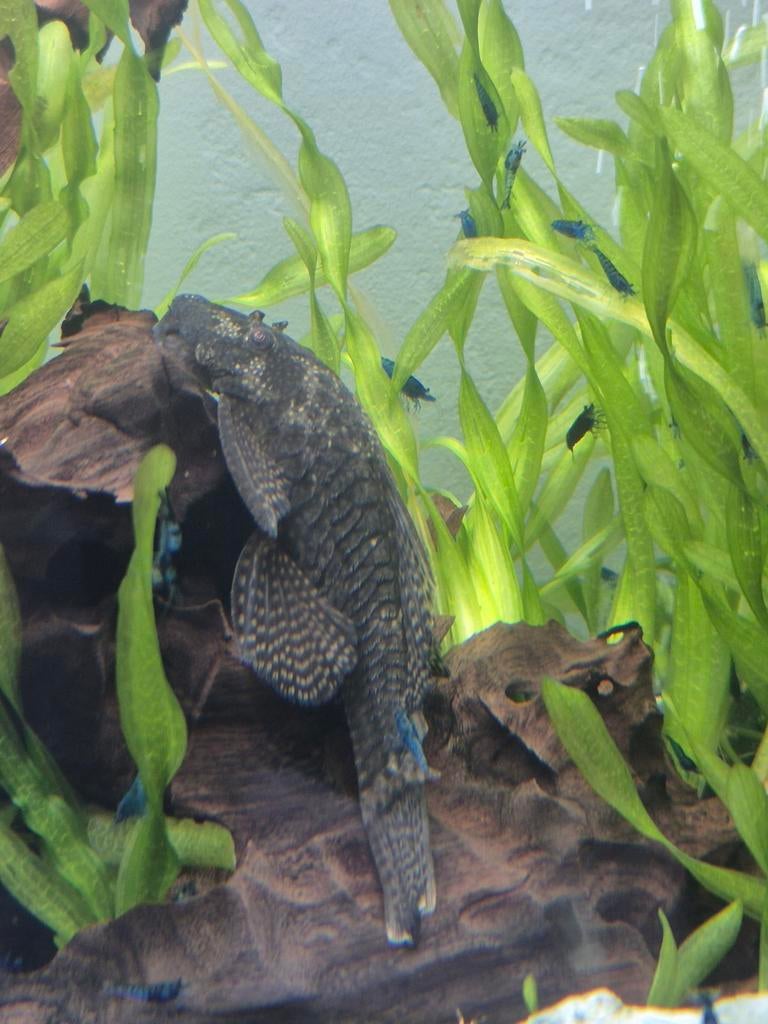 Ancistrus, Dieren en Toebehoren, Vissen | Aquariumvissen, Vis, Zoetwatervis