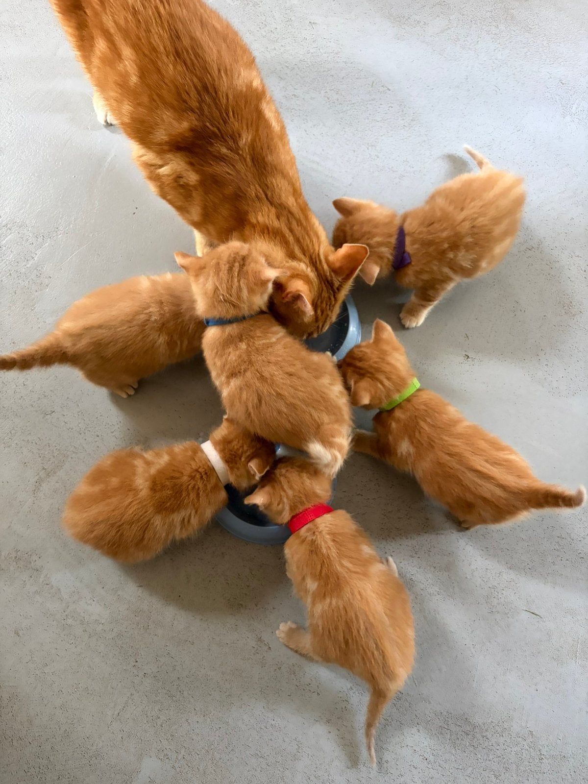 Kittens rood, Meerdere dieren