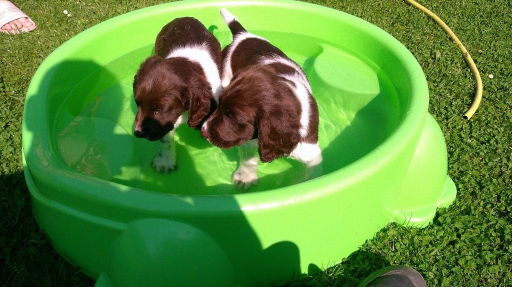 Heidewachtel pupy, Dieren en Toebehoren, Honden | Setters en Staande honden, Reu, Overige rassen, Fokker | Hobbymatig, Eén hond