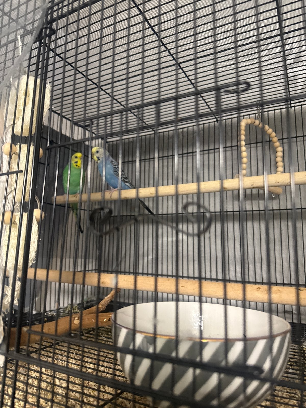 2 parkieten te koop, Dieren en Toebehoren, Vogels | Parkieten en Papegaaien, Meerdere dieren, Parkiet