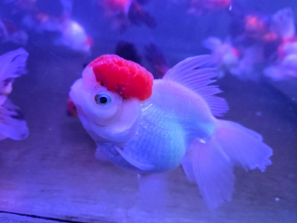 Handpick Oranda, Rozentail, Goudvis 14 / 18 cm - Koidream, Goudvis(sen)