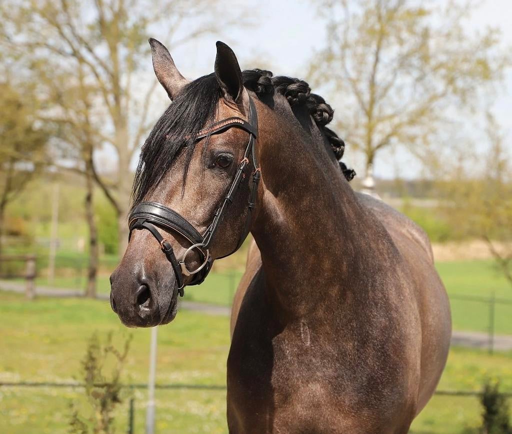 Spaanse pre andalusier cruzado's, Dieren en Toebehoren, Paarden, Meerdere dieren, Met stamboom