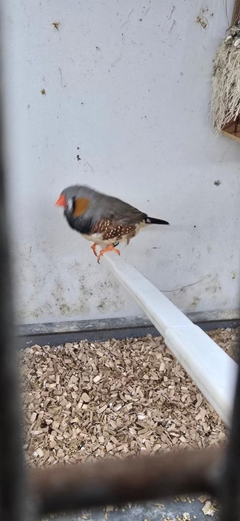 Split charcoal zebravink, Meerdere dieren