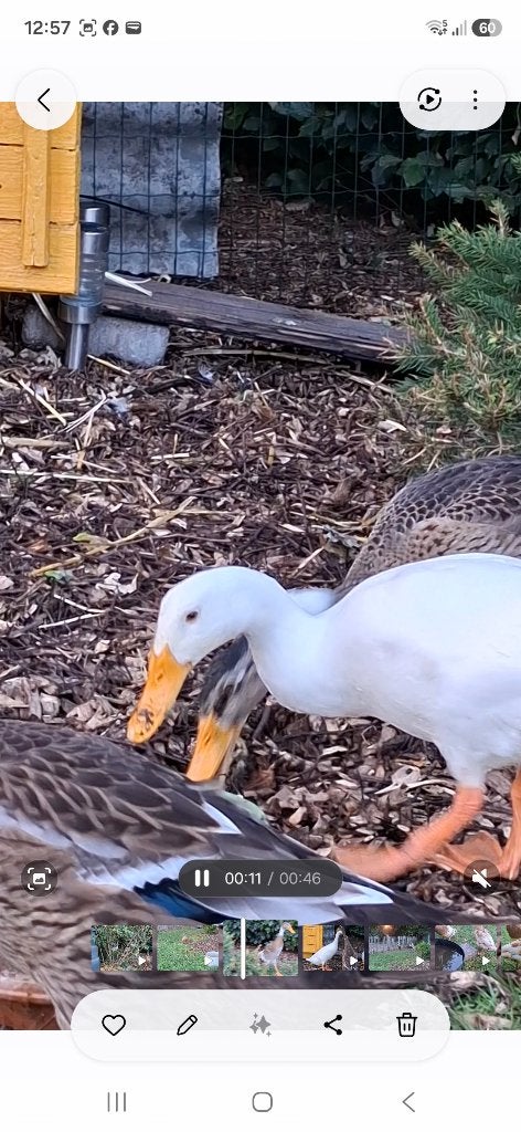 Loopeenden, Dieren en Toebehoren, Vogels | Overige Vogels, Meerdere dieren
