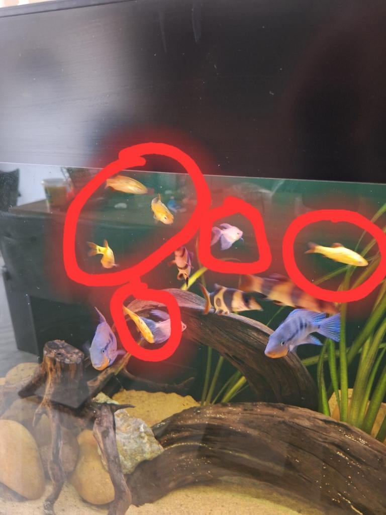 VISSEN TE KOOP *Hemelvaart weekend ophalen!*, Vis, Zoetwatervis