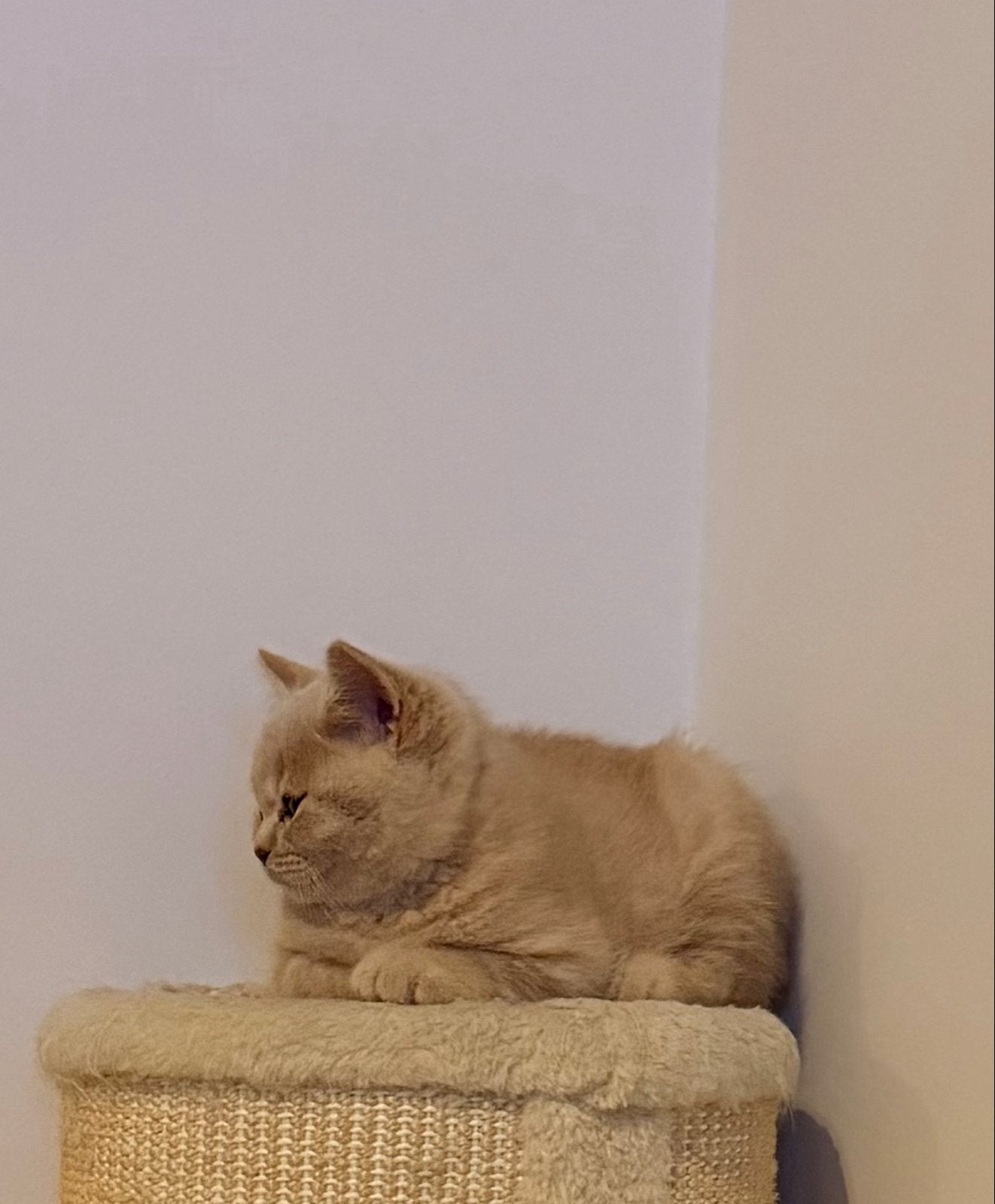 Brits korthaar (kater), Kater, Kortharig, 0 tot 2 jaar