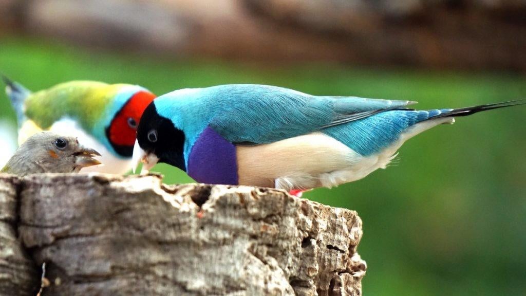 Tropische vogels GEZOCHT, Meerdere dieren, Tropenvogel