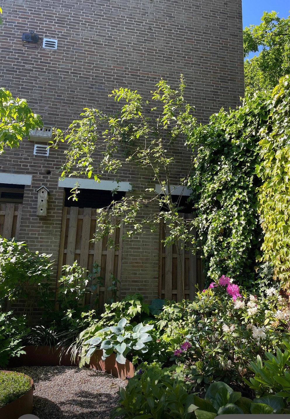 Boom,  Malus (red sentinel), 4 meter hoog, Tuin en Terras, Ophalen, Winter, Halfschaduw, Overige soorten